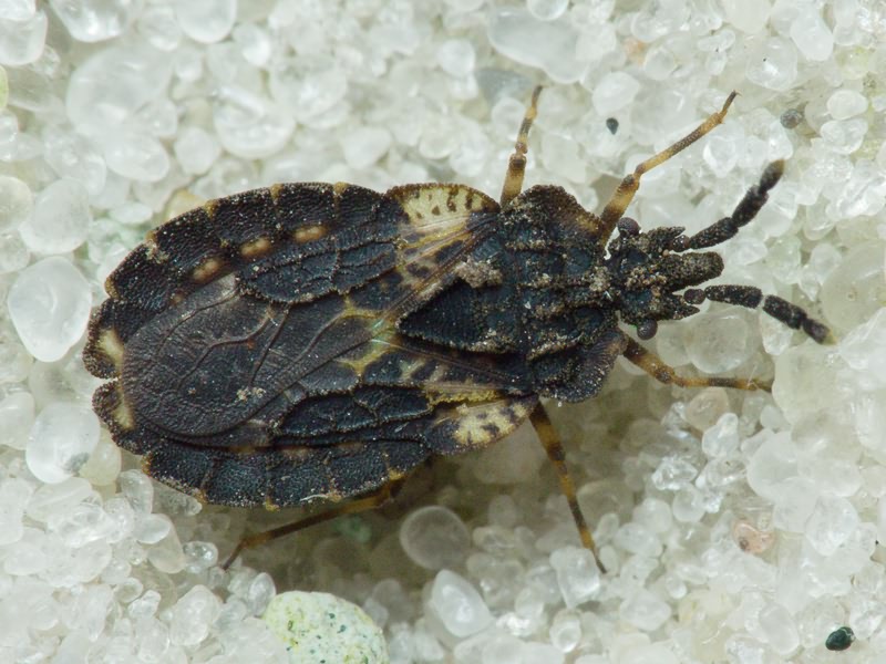 Aradus truncatus Fieber, 1860